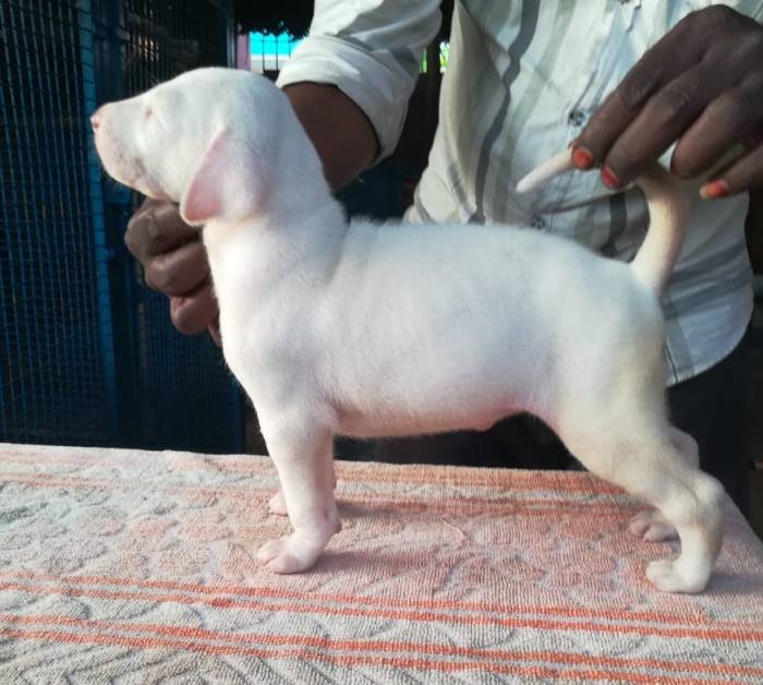 DogsIndia.com - Rajapalayam - Danelands Kennel (Rajan)