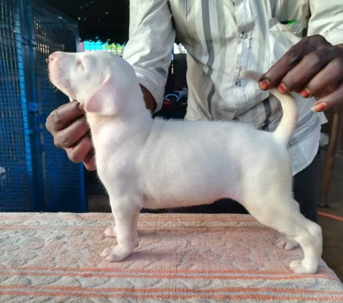 DogsIndia.com - Rajapalayam - Danelands Kennel (Rajan)