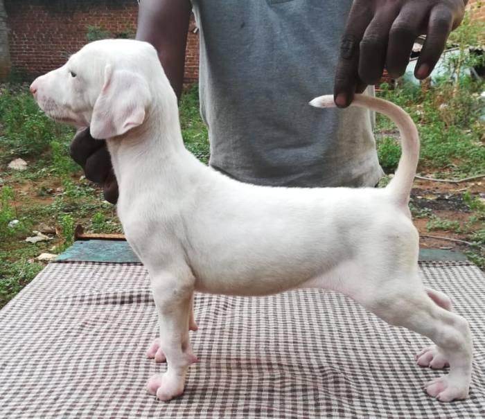 DogsIndia.com - Rajapalayam - Danelands Kennel (Rajan)