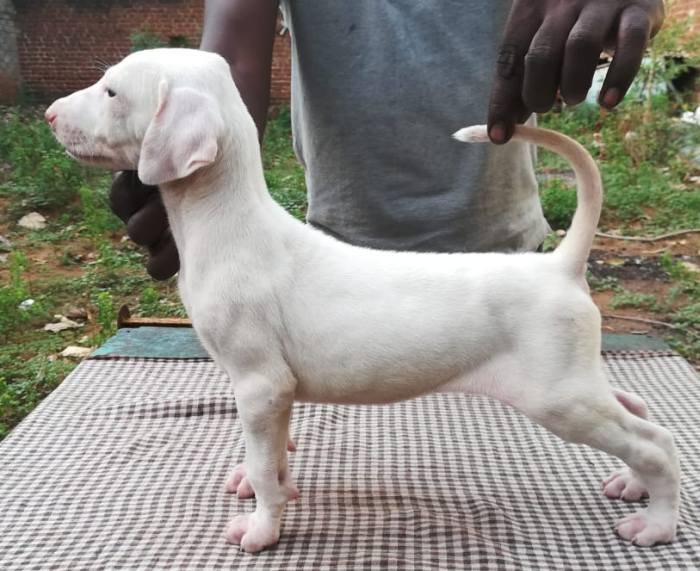 DogsIndia.com - Rajapalayam - Danelands Kennel (Rajan)