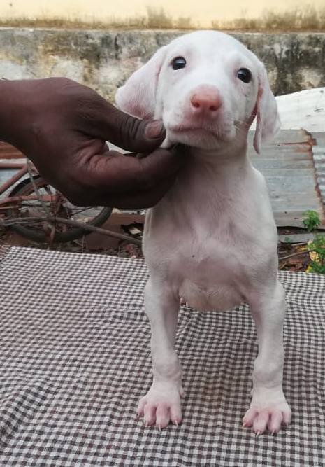 DogsIndia.com - Rajapalayam - Danelands Kennel (Rajan)