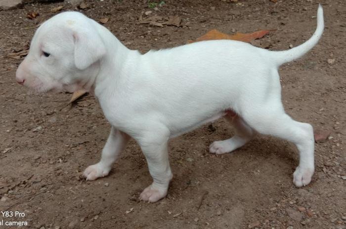 DogsIndia.com - Rajapalayam - Senthil