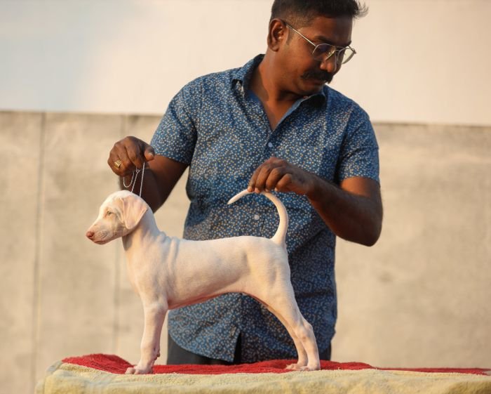 DogsIndia.com  Rajapalayam  Wings Of Desire