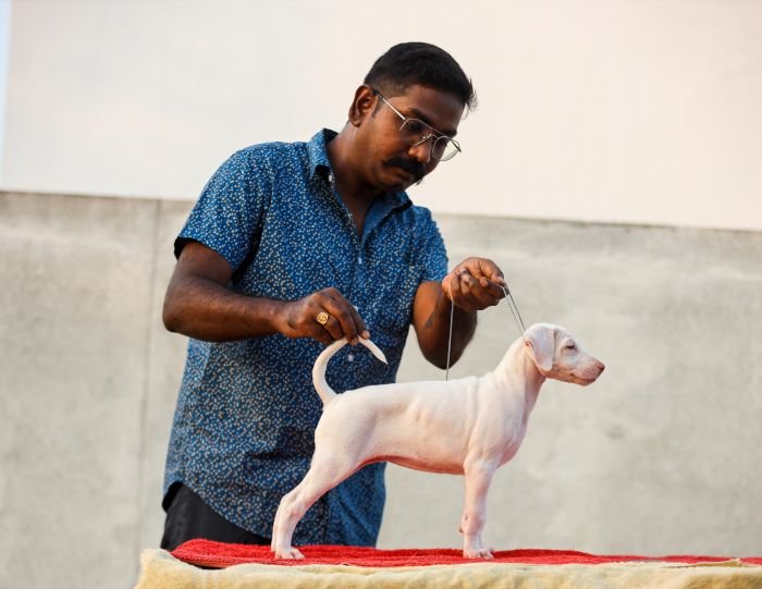DogsIndia.com  Rajapalayam  Wings Of Desire