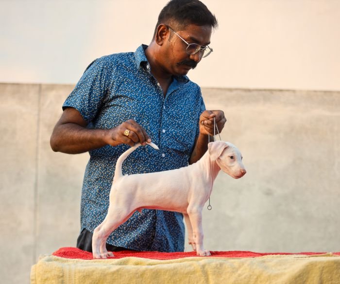 DogsIndia.com  Rajapalayam  Wings Of Desire