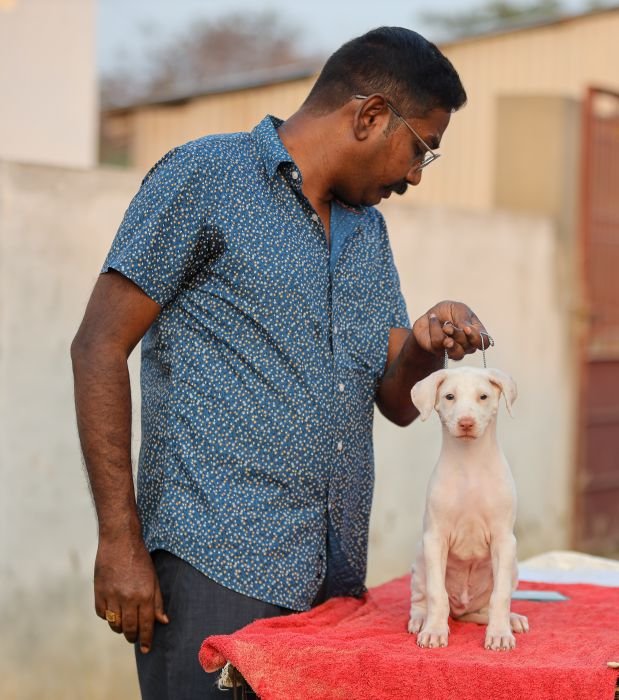 DogsIndia.com  Rajapalayam  Wings Of Desire