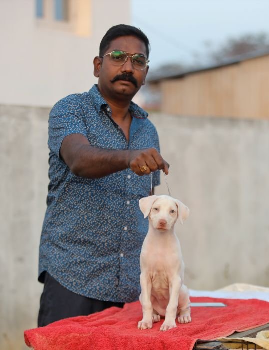 DogsIndia.com  Rajapalayam  Wings Of Desire