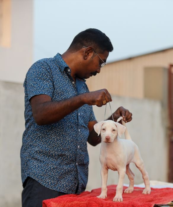 DogsIndia.com  Rajapalayam  Wings Of Desire