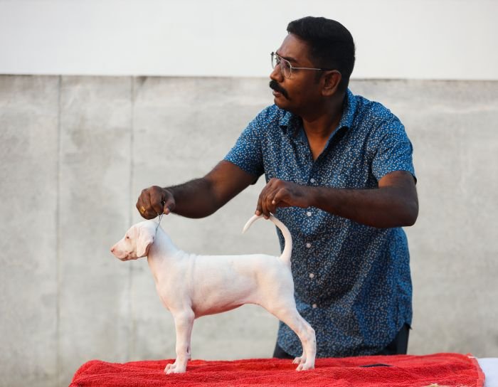 DogsIndia.com  Rajapalayam  Wings Of Desire