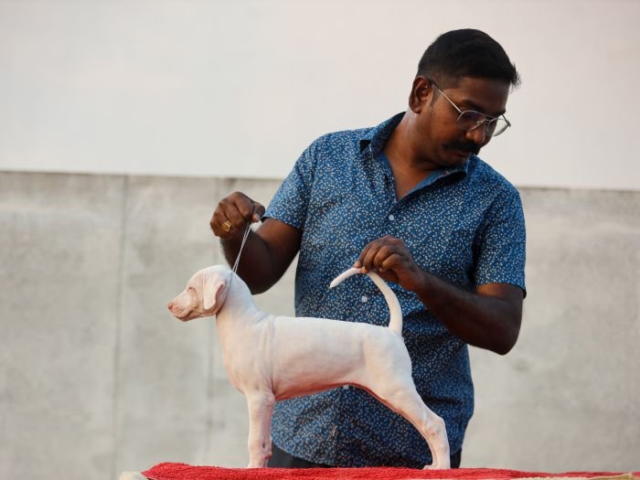 DogsIndia.com  Rajapalayam  Wings Of Desire