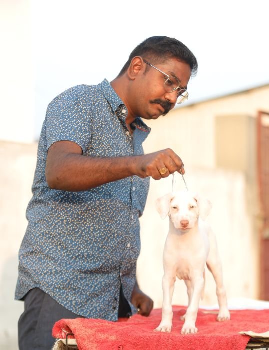 DogsIndia.com  Rajapalayam  Wings Of Desire