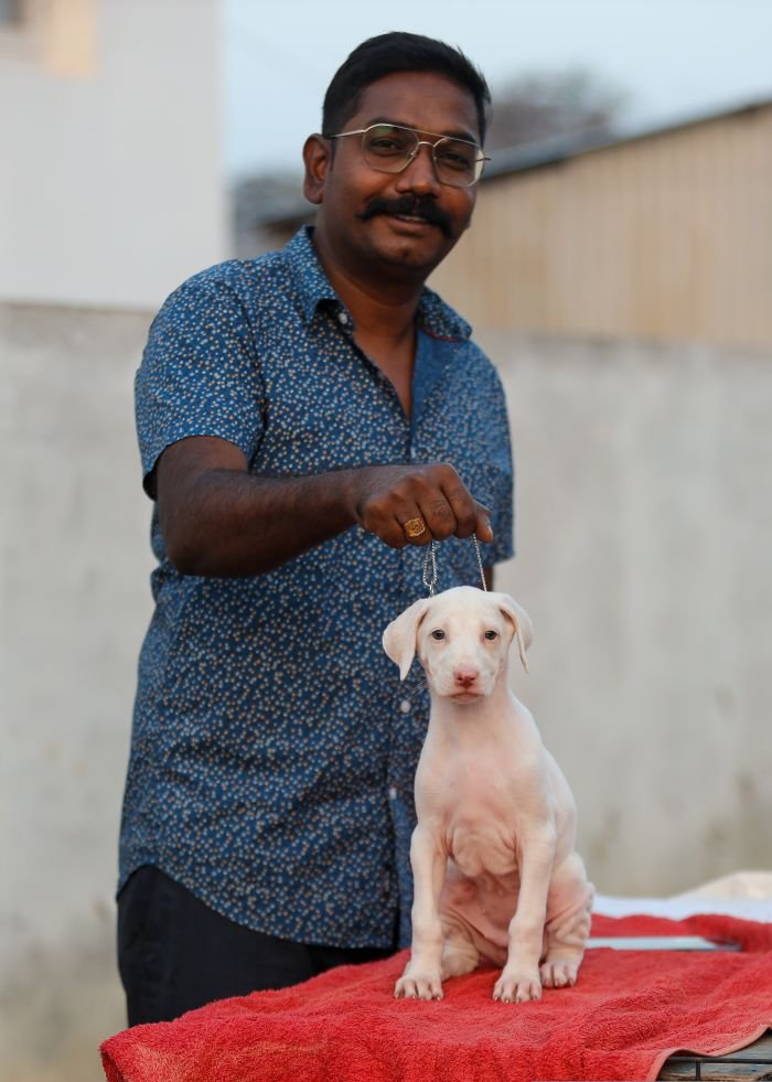 DogsIndia.com  Rajapalayam  Wings Of Desire