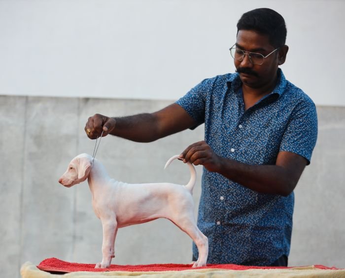 DogsIndia.com  Rajapalayam  Wings Of Desire