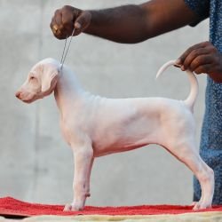 DogsIndia.com  Rajapalayam  Wings Of Desire