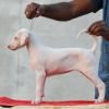 DogsIndia.com  Rajapalayam  Wings Of Desire