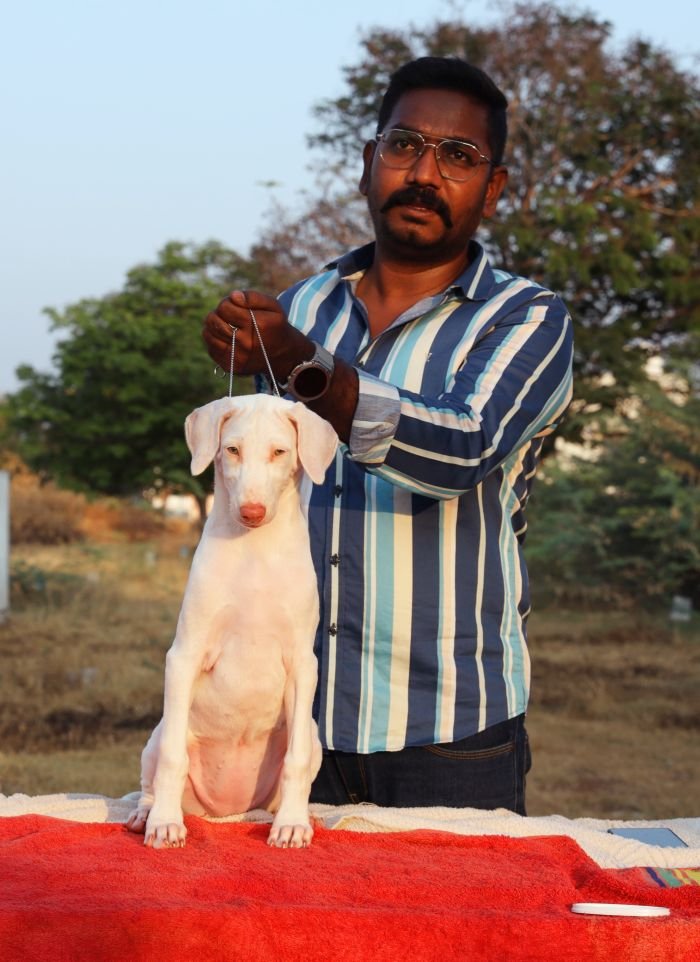 DogsIndia.com  Rajapalayam  Wings Of Desire