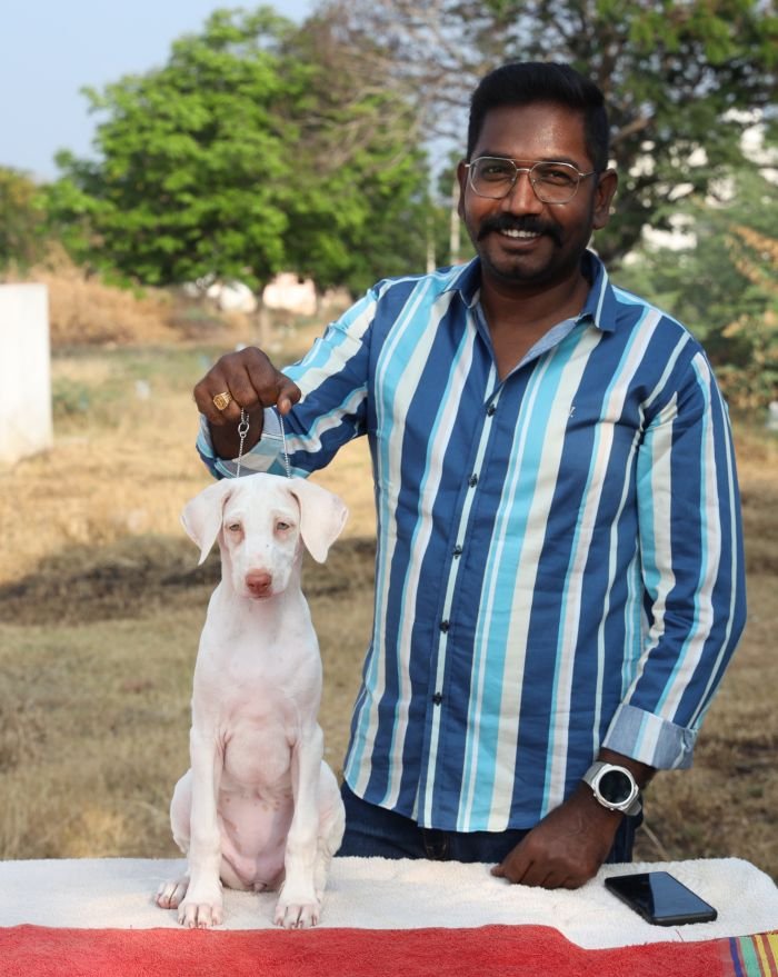 DogsIndia.com  Rajapalayam  Wings Of Desire