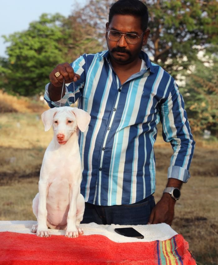DogsIndia.com  Rajapalayam  Wings Of Desire