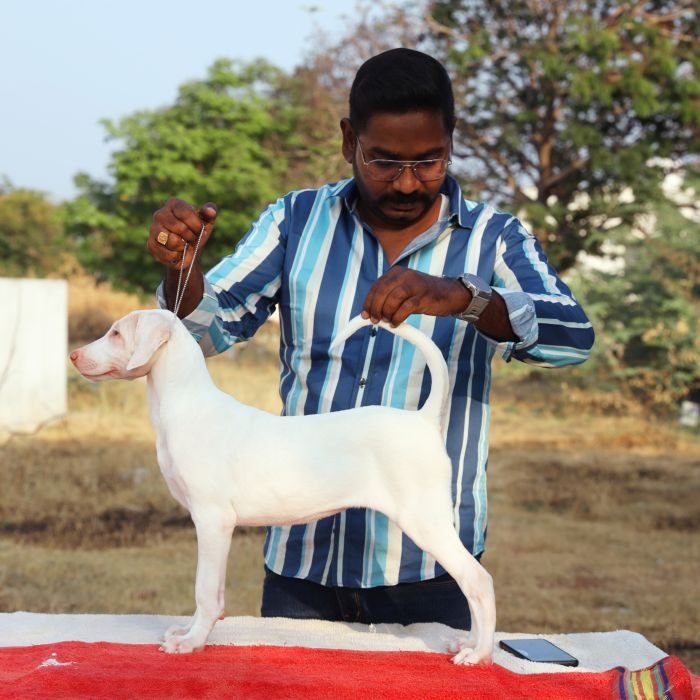 DogsIndia.com  Rajapalayam  Wings Of Desire