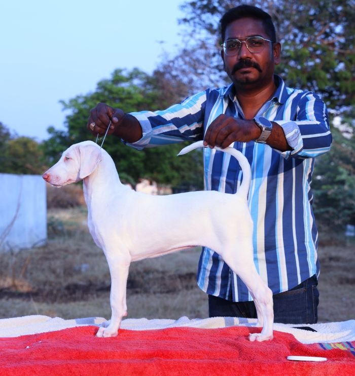 DogsIndia.com  Rajapalayam  Wings Of Desire