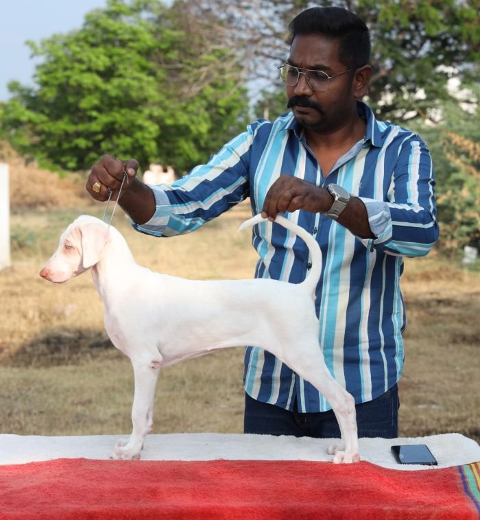 DogsIndia.com  Rajapalayam  Wings Of Desire