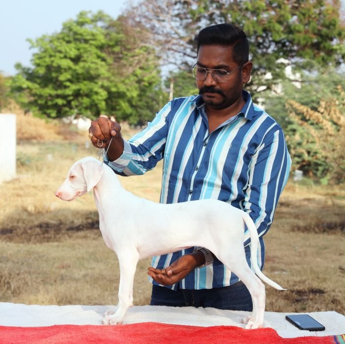 DogsIndia.com  Rajapalayam  Wings Of Desire