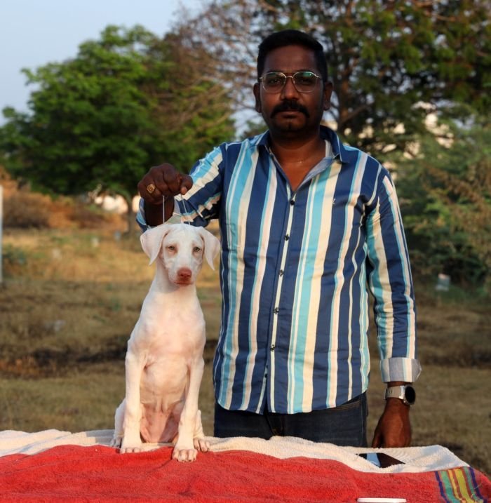 DogsIndia.com  Rajapalayam  Wings Of Desire