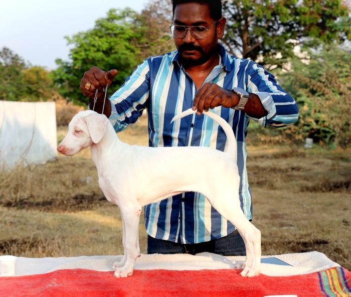 DogsIndia.com  Rajapalayam  Wings Of Desire