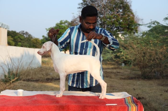 DogsIndia.com  Rajapalayam  Wings Of Desire