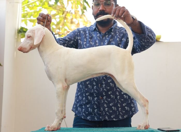DogsIndia.com  Rajapalayam  Wings Of Desire