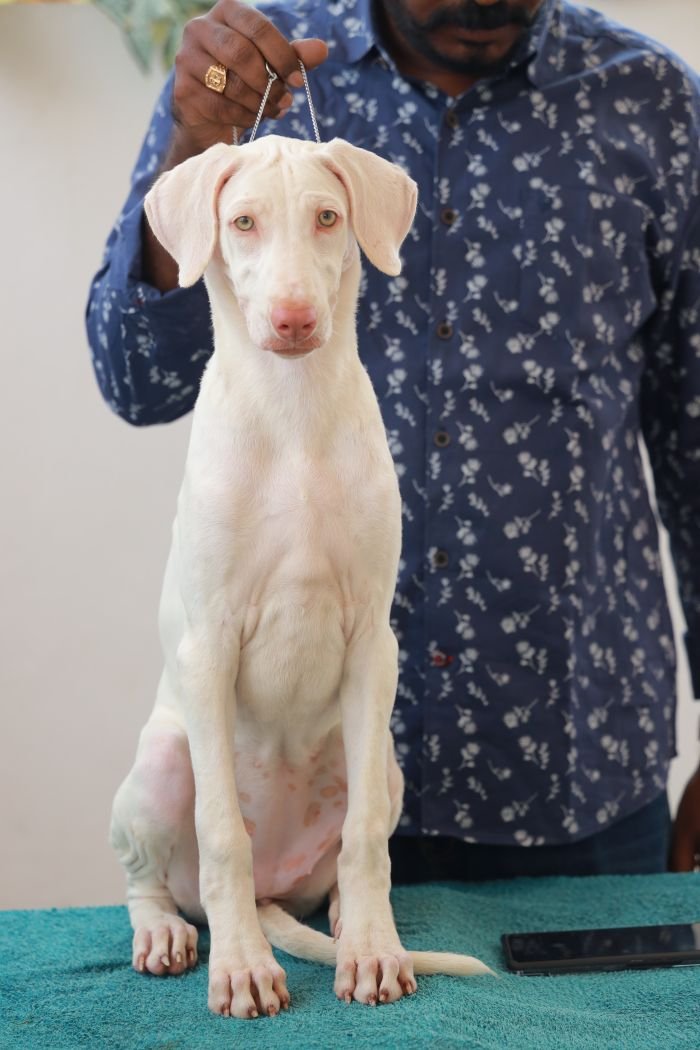 DogsIndia.com  Rajapalayam  Wings Of Desire