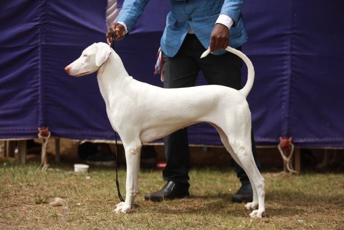 DogsIndia.com  Rajapalayam  Wings Of Desire