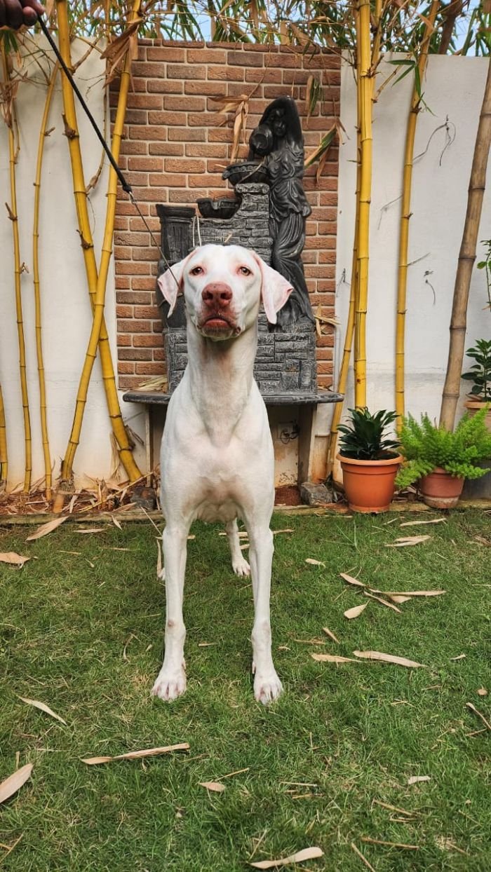 DogsIndia.com  Rajapalayam  Wings Of Desire