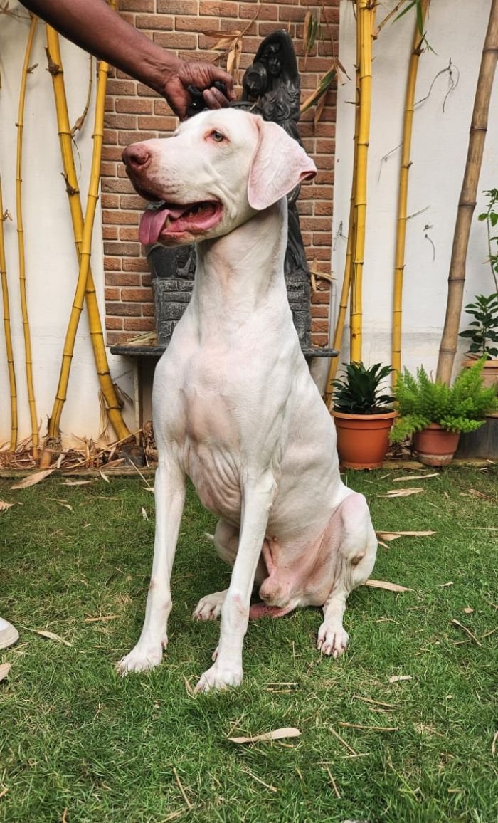 DogsIndia.com  Rajapalayam  Wings Of Desire