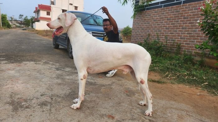 DogsIndia.com  Rajapalayam  Wings Of Desire