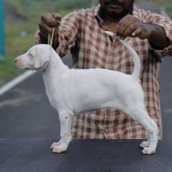 DogsIndia.com  Rajapalayam  Wings Of Desire