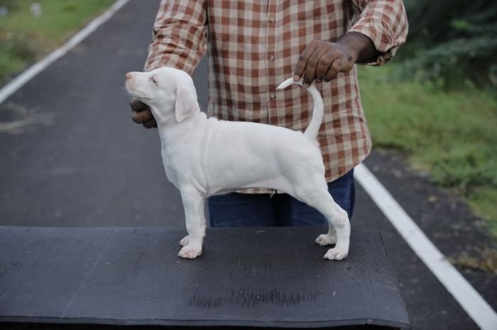 DogsIndia.com  Rajapalayam  Wings Of Desire