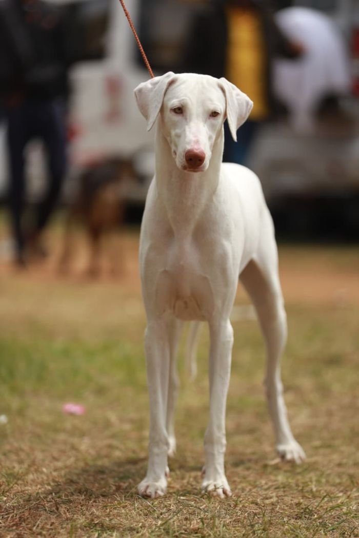 DogsIndia.com  Rajapalayam  Wings Of Desire