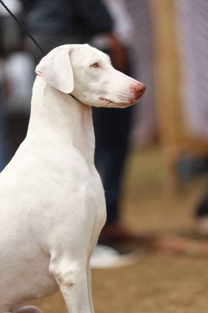 DogsIndia.com  Rajapalayam  Wings Of Desire