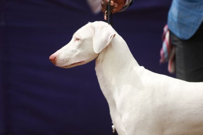 DogsIndia.com  Rajapalayam  Wings Of Desire