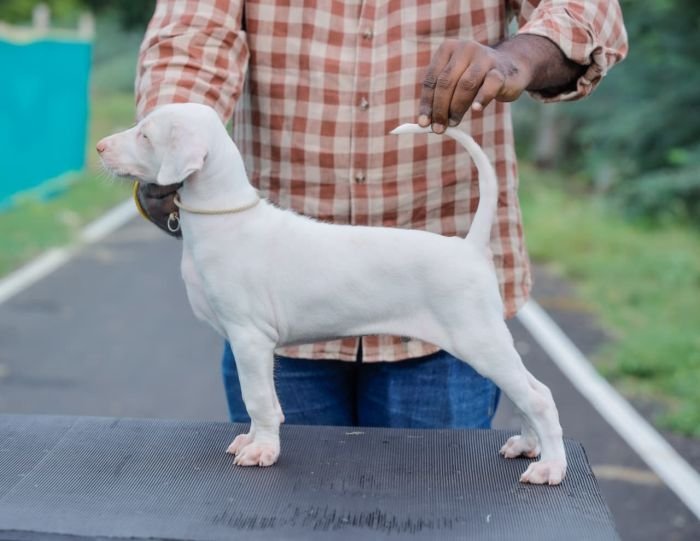 DogsIndia.com  Rajapalayam  Wings Of Desire