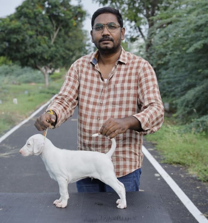 DogsIndia.com  Rajapalayam  Wings Of Desire