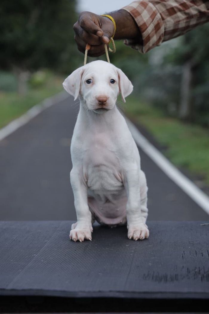 DogsIndia.com  Rajapalayam  Wings Of Desire