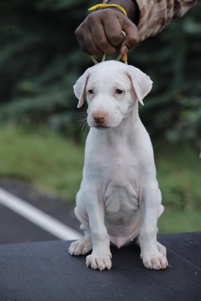 DogsIndia.com  Rajapalayam  Wings Of Desire