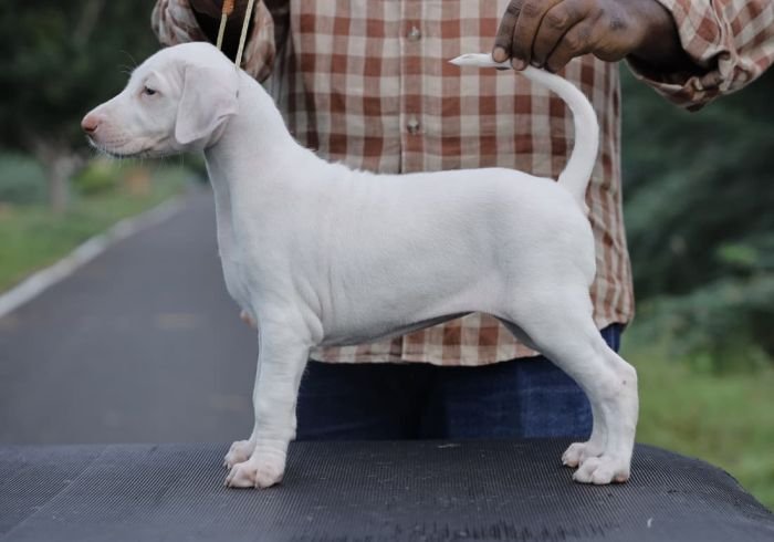 DogsIndia.com  Rajapalayam  Wings Of Desire