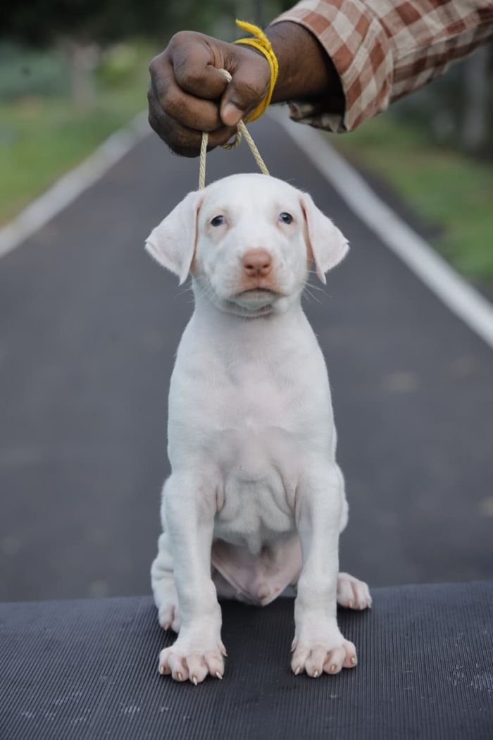 DogsIndia.com  Rajapalayam  Wings Of Desire