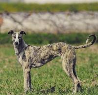 DogsIndia.com - Rampur Hound - Aatif