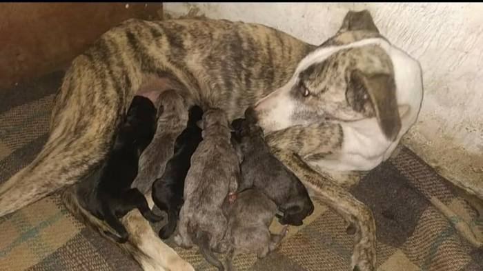 DogsIndia.com - Rampur Hound - Aatif