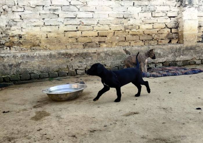 DogsIndia.com - Rampur Hound - Aatif