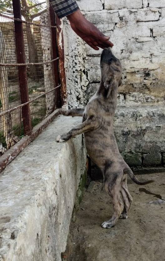 DogsIndia.com - Rampur Hound - Aatif